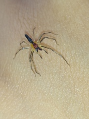 Lyssomanes antillanus