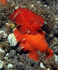 Platydoris sanguinea