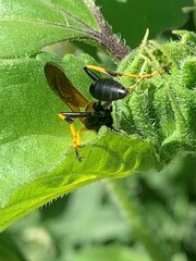 Sceliphron caementarium