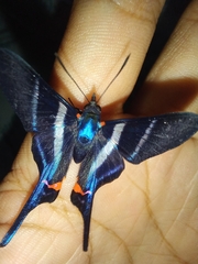 Rhetus arcius