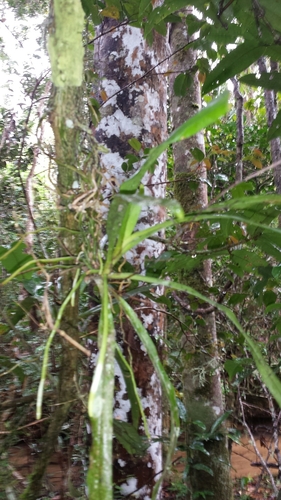 Aeranthes caudata Rolfe 3