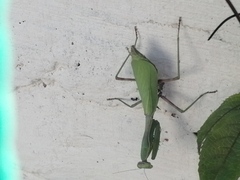 Stagmomantis limbata