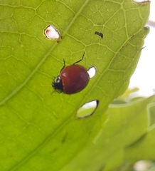 Cycloneda sanguinea