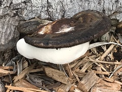 Ganoderma zonatum