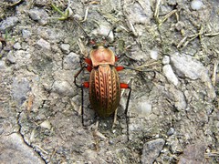 Carabus cancellatus