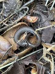 Batrachoseps nigriventris