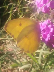 Phoebis agarithe