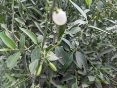 Vallesia glabra