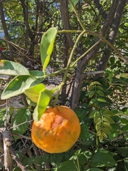 Magnoliopsida