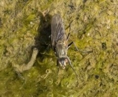 Coelopidae