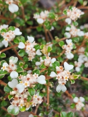 Spyridium parvifolium