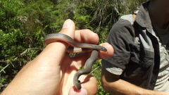 Lycodonomorphus rufulus