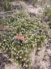 Spyridium parvifolium