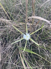 Hymenocallis palmeri