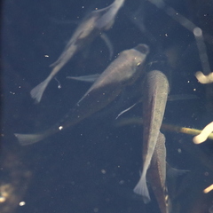 Oreochromis mossambicus