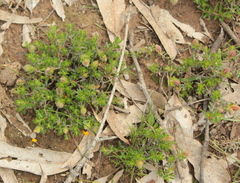 Hibbertia crinita