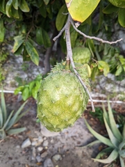 Magnoliopsida