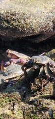 Grapsus tenuicrustatus