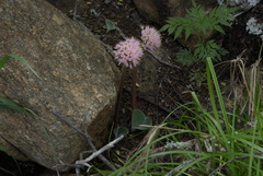 Haemanthus humilis