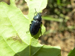 Platycerus caraboides