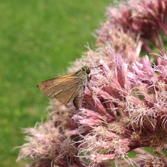 Polites themistocles