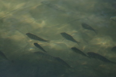 Oreochromis mossambicus