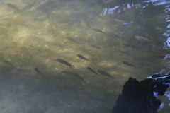 Oreochromis mossambicus
