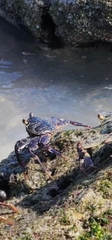 Grapsus tenuicrustatus