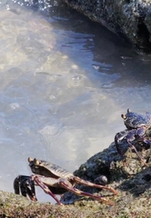 Grapsus tenuicrustatus