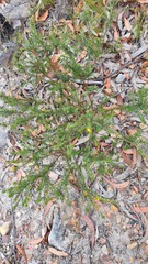 Phyllota phylicoides