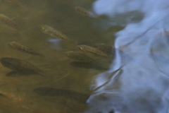 Oreochromis mossambicus