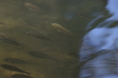 Oreochromis mossambicus