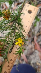 Phyllota phylicoides