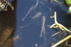 Oreochromis mossambicus