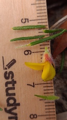 Phyllota phylicoides