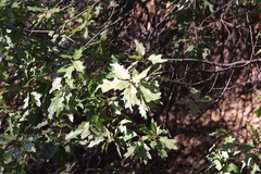 Quercus gravesii