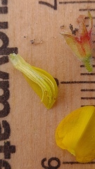 Phyllota phylicoides