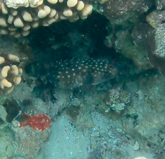 Cyclichthys spilostylus