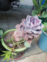 Echeveria gibbiflora × potosina