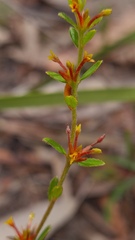 Pimelea curviflora curviflora