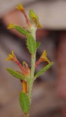 Pimelea curviflora curviflora