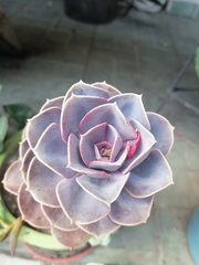 Echeveria gibbiflora × potosina