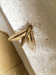 Theretra silhetensis