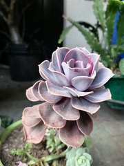 Echeveria gibbiflora × potosina