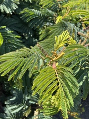 Paraserianthes