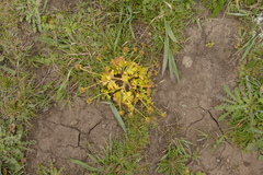 Sanicula arctopoides