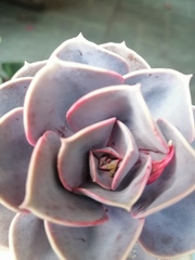 Echeveria gibbiflora × potosina