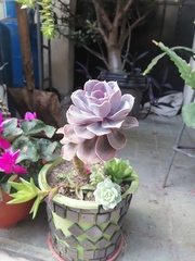 Echeveria gibbiflora × potosina