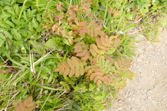 Berberis pinnata pinnata