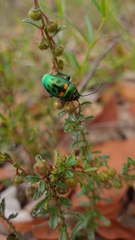 Scutiphora pedicellata